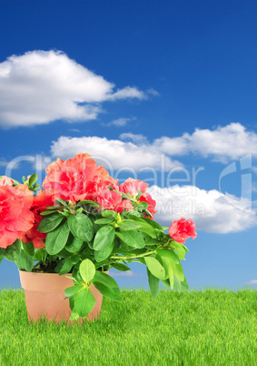 Flower in a flowerpot