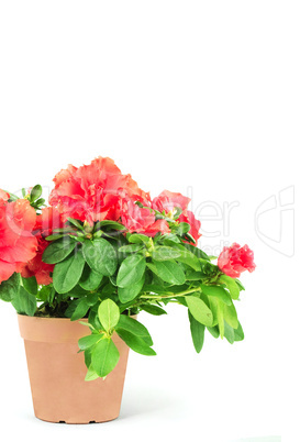 Flower in a flowerpot Flower in a flowerpot