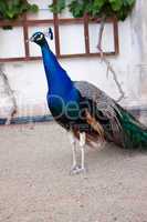 Portrait of beautiful male indian peacock