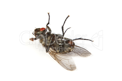 Fly isolated on white. Macro shot of a dead housefly