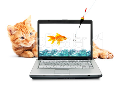 Goldfish, cat, laptop