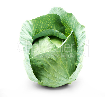 Head of green cabbage