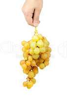 Bunch of fresh grapes