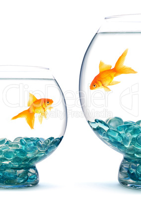 Goldfishes in aquarium