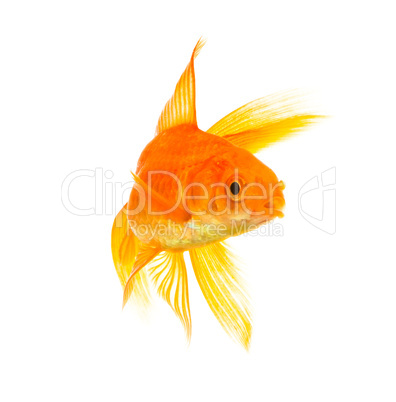 Goldfish