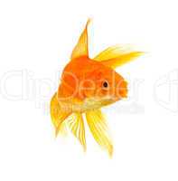 Goldfish