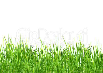 Grass