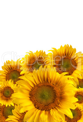 The beautiful sunflower