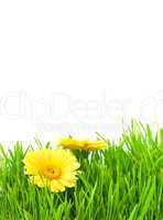 Isolated green grass with yellow flowers