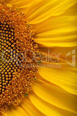 The beautiful sunflower