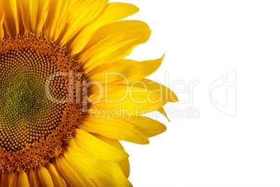 The beautiful sunflower