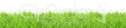 Isolated green grass