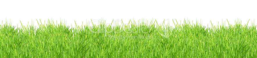 Isolated green grass