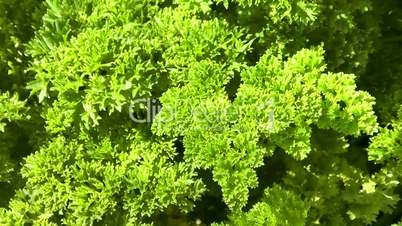 Petersilie (Petroselinum crispum)