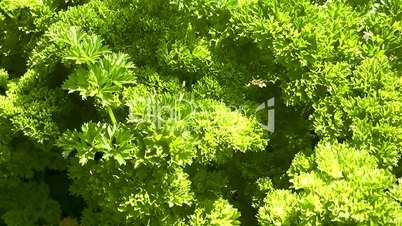 Petersilie (Petroselinum crispum)