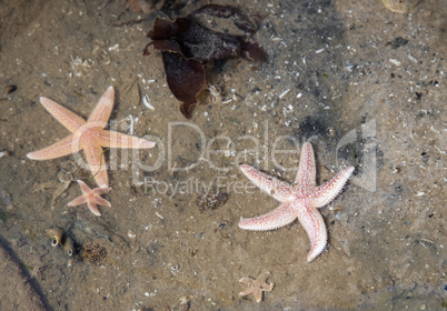 starfish