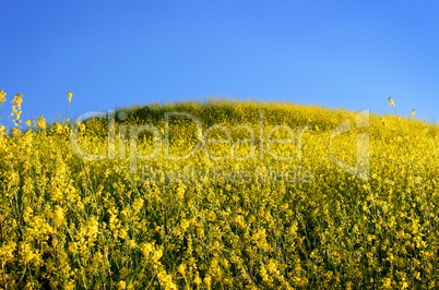 Mustard Grass