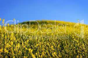 Mustard Grass