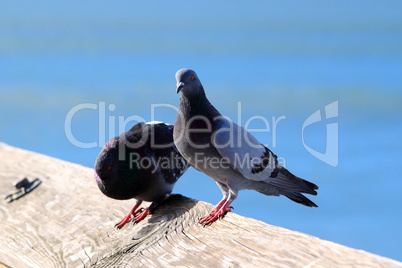 Pigeon