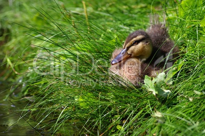 Kleines Entenkücken im Gras in der Sonne