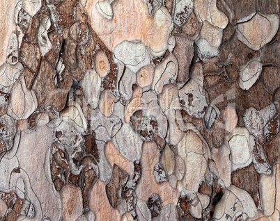 Wooden texture