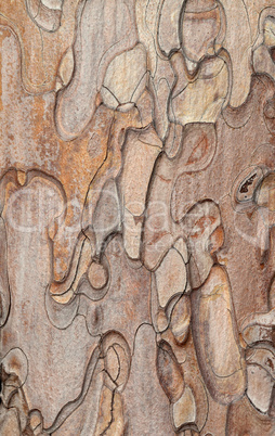 Wooden texture