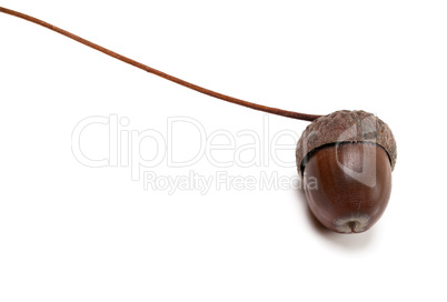 Autumn acorn on white background