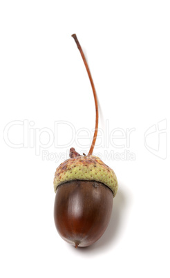 Fallen acorn on white background