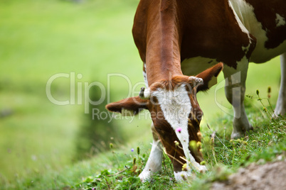 Kühe auf der Alm