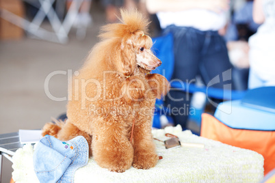 portrait of a golden poodle sitting on the table
