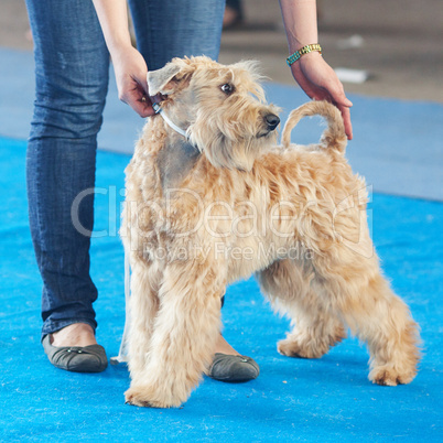 wheaten terrier and a human hand