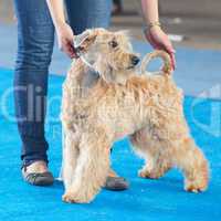wheaten terrier and a human hand