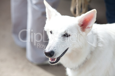 portrait of white swiss shepherd