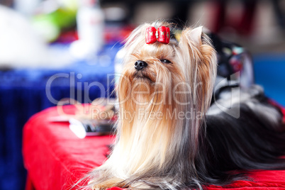 portrait of yorkshire terrier with bow sitting on a table