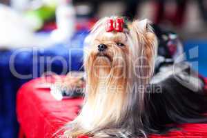 portrait of yorkshire terrier with bow sitting on a table