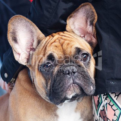 portrait of the french bulldog sitting on a bench