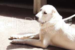 portrait of a big white dog alabai