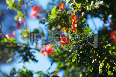 red orange flowers against the blue sky