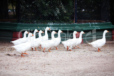 beautiful white geese in nature