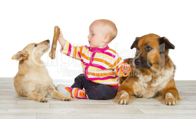 Two dogs flanking a cute baby