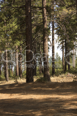 High sierra forest in the summer