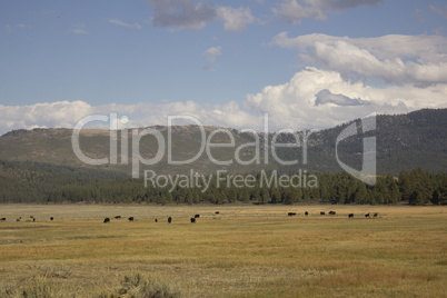 Cattle in a range in the US national Forest