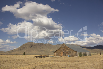 Old barn in a very large field - Loyalton California