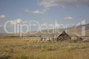 Old barn in a very large field - Loyalton California