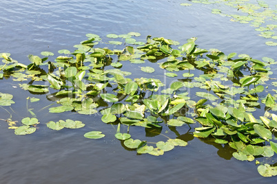 Spatterdock plants (Nuphar lutea) in water