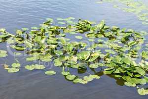 Spatterdock plants (Nuphar lutea) in water