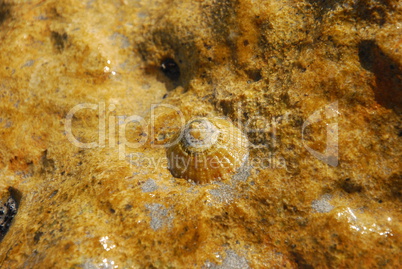 Muscheln am Stein