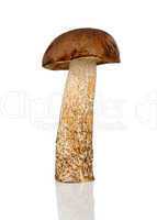brown cap boletus mushroom