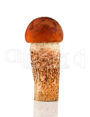 Orange-cap Boletus mushroom