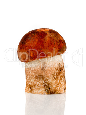 Orange-cap Boletus mushroom